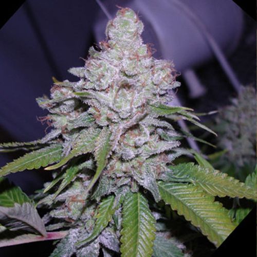 Indica Champion Pack Female Cannabis Seeds by Paradise Seeds