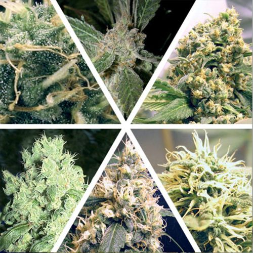 Indoor Mix Cannabis Seeds