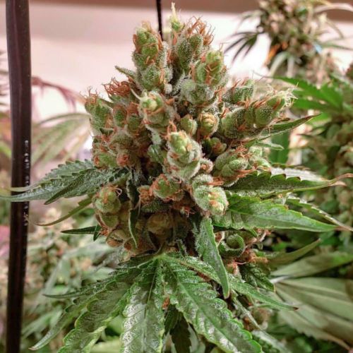 Island G Regular Cannabis Seeds by Oni Seed Co