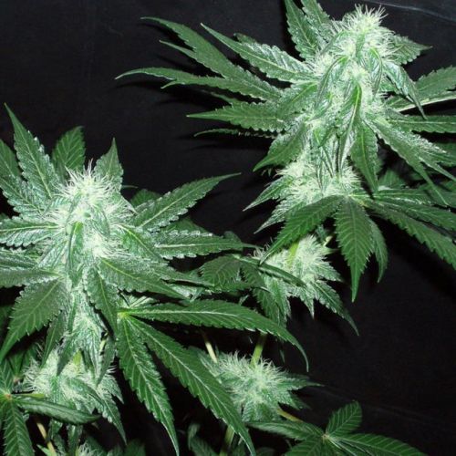 Italian Ice - The Gold Line - Female Cannabis Seeds by The Cali Connection