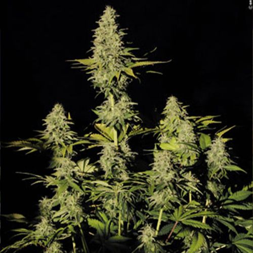 Jacky White Female Cannabis Seeds by Paradise Seeds