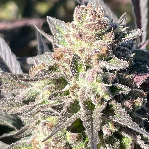 Jaguar Negro Regular Cannabis Seeds by Black Tuna Seeds