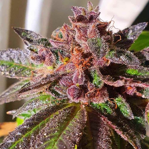 Jelly Donuts Feminised Cannabis Seeds by Holy Smoke Seeds