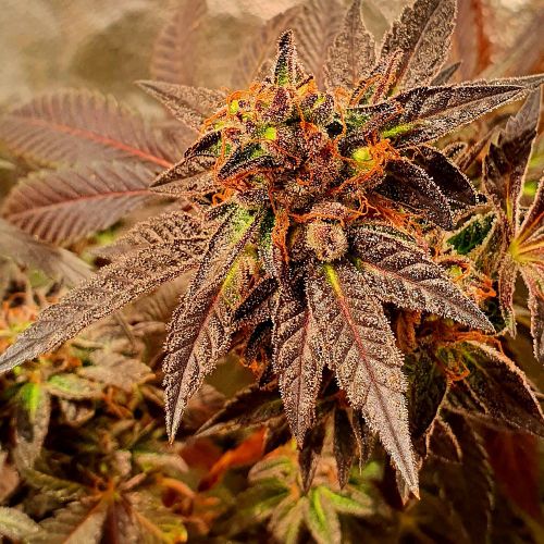 Jelly Tots Cannabis Seeds by Holy Smoke