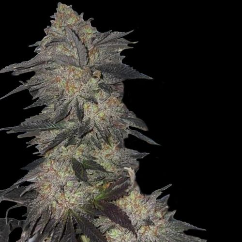 Jetlag Female Weed Seeds by The Plug Seedbank 