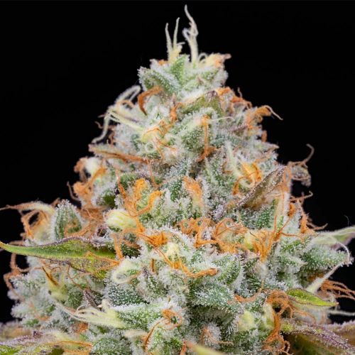 Jetlag Female Weed Seeds by The Plug Seedbank 