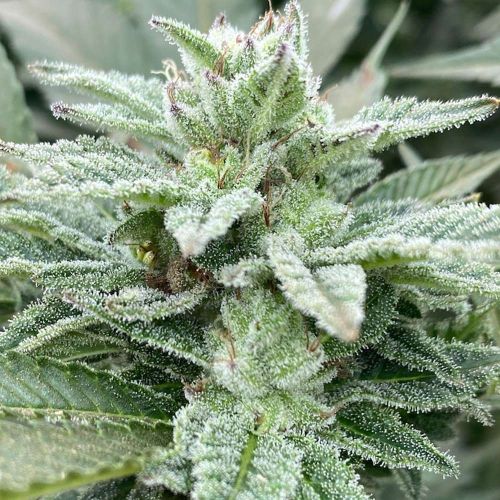 Jewel Piece Feminized Cannabis Seeds by The Cali Connection