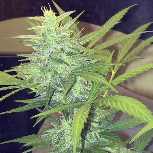 Amsterdam Skunk by John Sinclair Feminized Cannabis Seeds