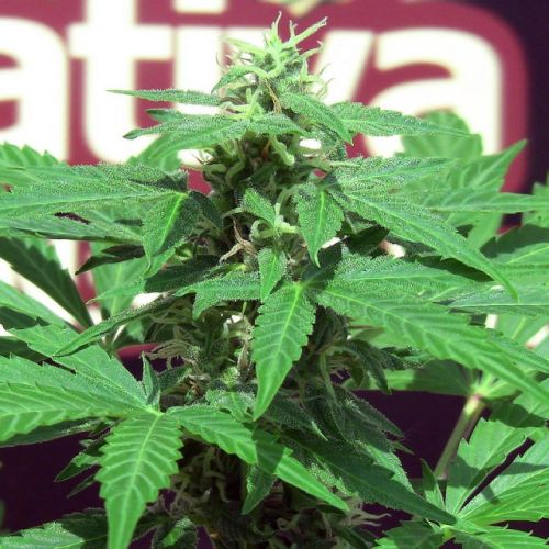 Trans Love Feminized Cannabis Seeds