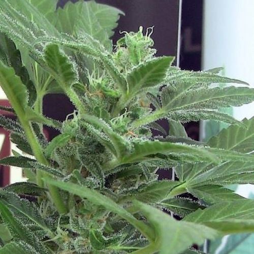 Viper Feminized Cannabis Seeds