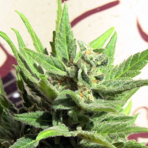 White Panther Feminized Cannabis Seeds 