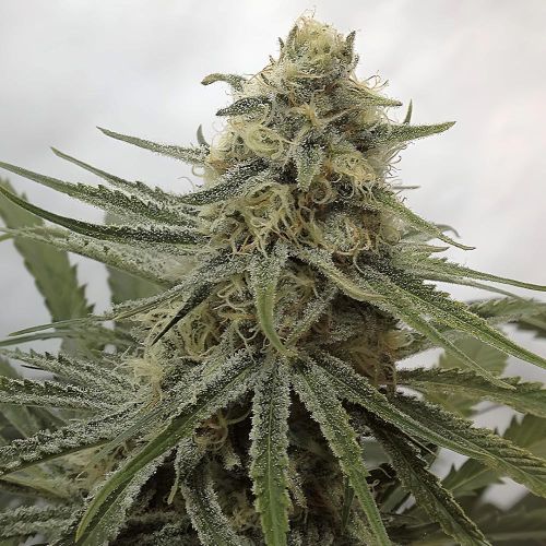 Juicy Dreams Regular Cannabis Seeds by Crockett Family Farms