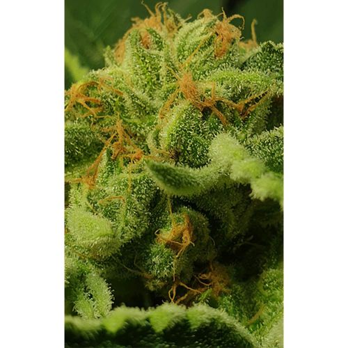 Juicy Drop'z Female Weed Seeds by Zmoothiez 