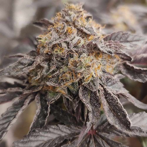 Jumpshot Regular Cannabis Seeds by Grounded Genetics 