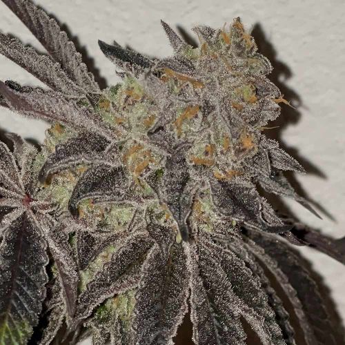 Jumpshot Regular Cannabis Seeds by Grounded Genetics 