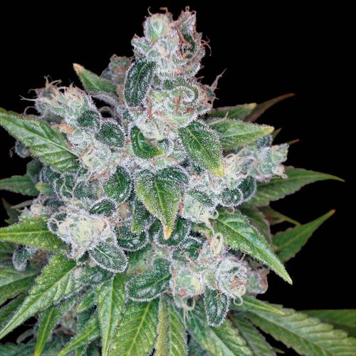 Kandy Kush Female Weed Seeds by Reserva Privada