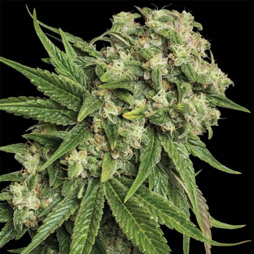 Kandy Kush Female Weed Seeds by Reserva Privada