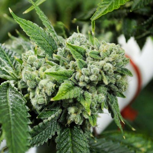 Biker Kush Regular Cannabis Seeds by Karma Genetics