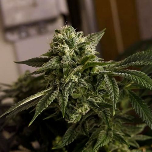 O.D.B (Old Dirty Biker) aka Cheesy Rider Regular Cannabis Seeds by Karma Genetics