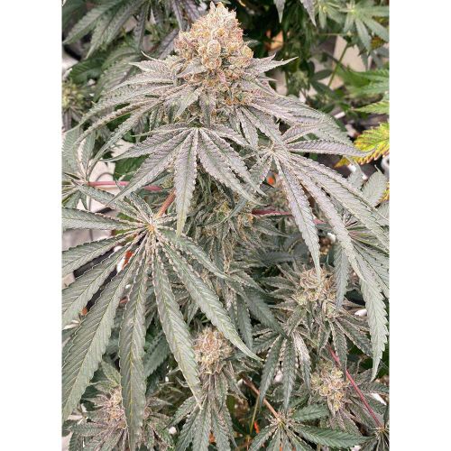 Apple B Feminized Cannabis Seeds by Karma Genetics