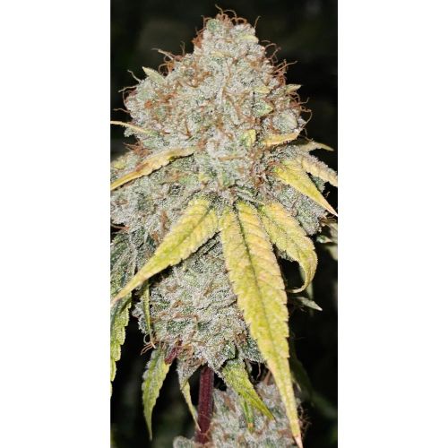 Banger Glue x Melon Feminized Cannabis Seeds by Karma Genetics