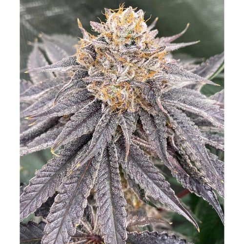 Biker 41 Feminized Cannabis Seeds by Karma Genetics