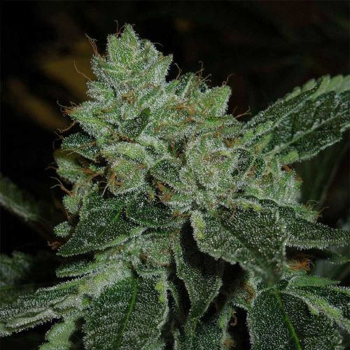 Brotherhood OG Regular Cannabis Seeds by Karma Genetics