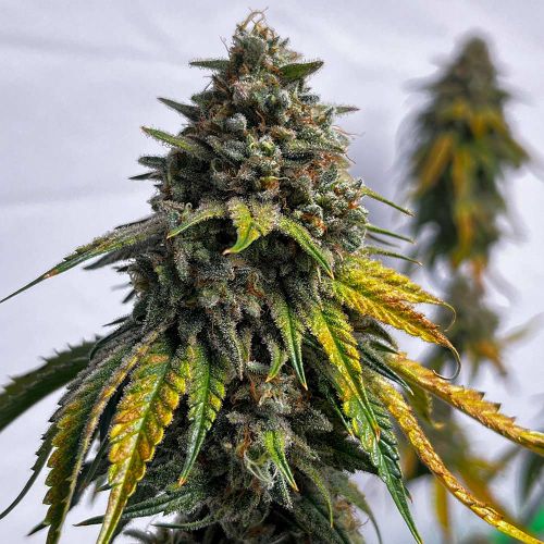 Cheddar Zi Regular Cannabis Seeds by Karma Genetics