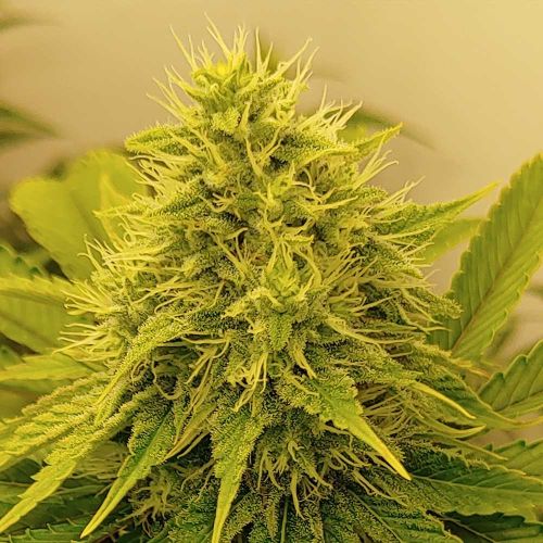 Chemical Zi Karma Genetics Regular Cannabis Seeds 