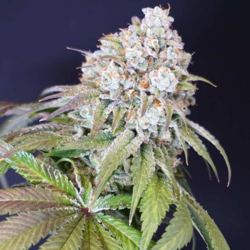 Dog Fruit Female Weed Seeds by Karma Genetics