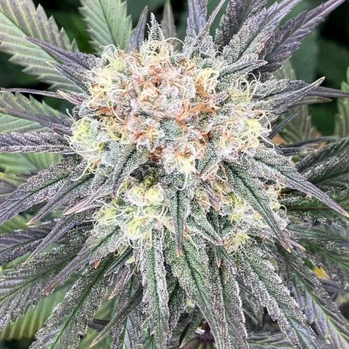 Highway Harmony Regular Cannabis Seeds by Karma Genetics 