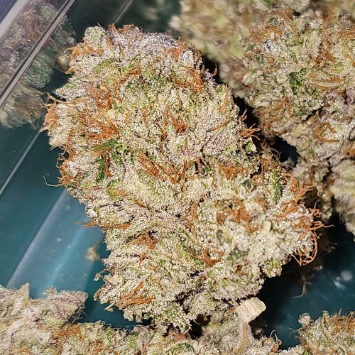 Hindu Runtz Feminized Cannabis Seeds by Karma Genetics