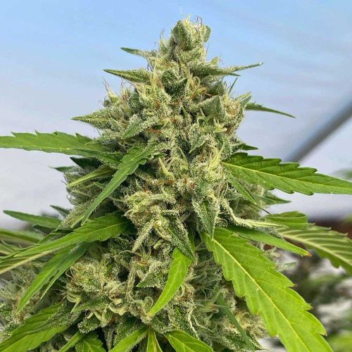 Judge Dread Feminized Cannabis Seeds by Karma Genetics