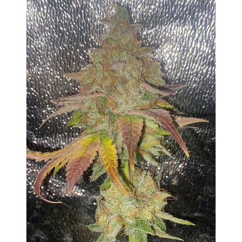 Melon Apple Zi Regular Cannabis Seeds by Karma Genetics