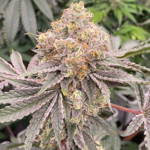 Mop Chopper Feminized Cannabis Seeds by Karma Genetics