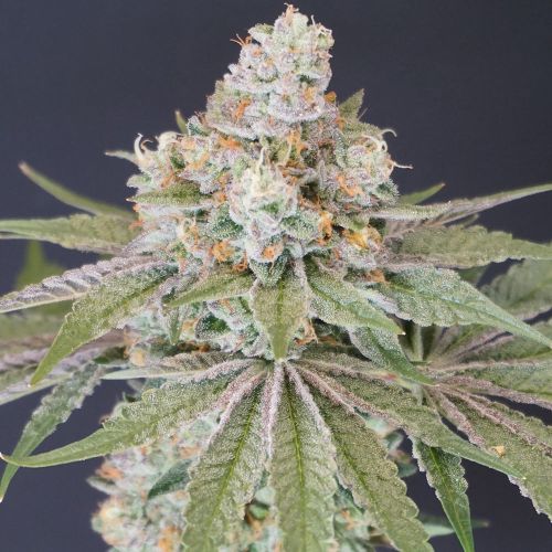 Now N Melon Female Cannabis Seeds by Karma Genetics 