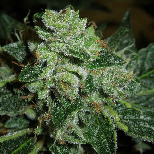 Brotherhood OG Regular Cannabis Seeds by Karma Genetics
