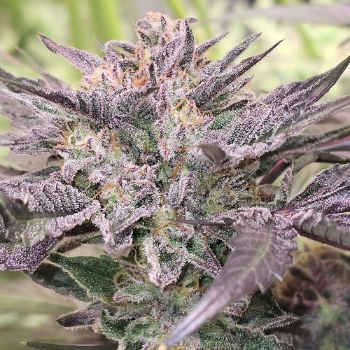 Pink Bacio Feminized Cannabis Seeds by Karma Genetics