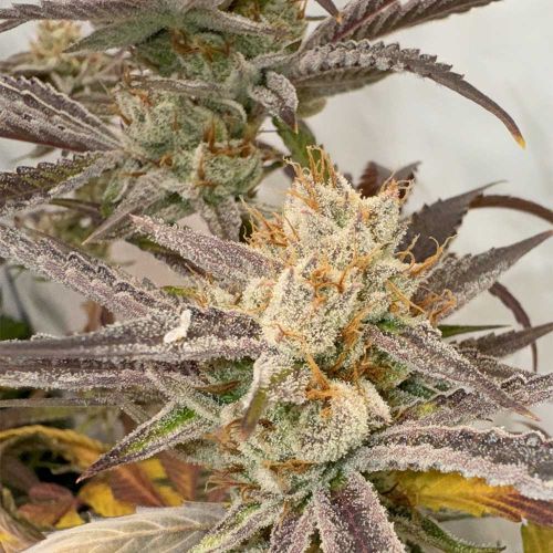 Pink Crumble Feminized Cannabis Seeds by Karma Genetics 
