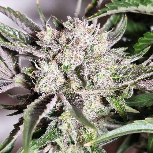 Pink Fritter Feminized Cannabis Seeds by Karma Genetics