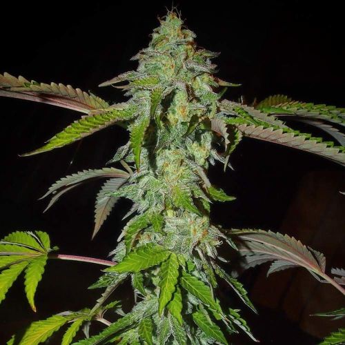 Pink Paletas Feminized Cannabis Seeds by Karma Genetics