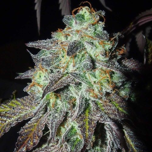 Pink Paletas Feminized Cannabis Seeds by Karma Genetics