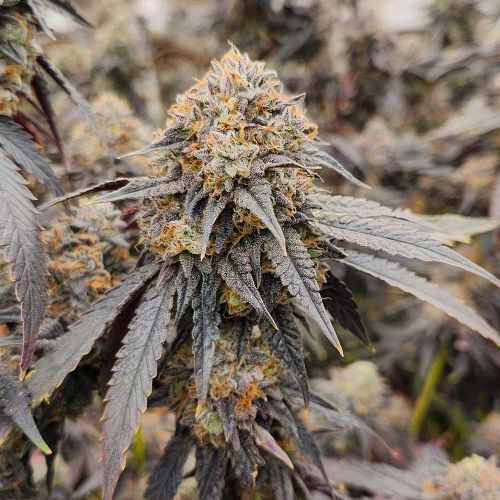 Pink Payton Feminized Cannabis Seeds by Karma Genetics 