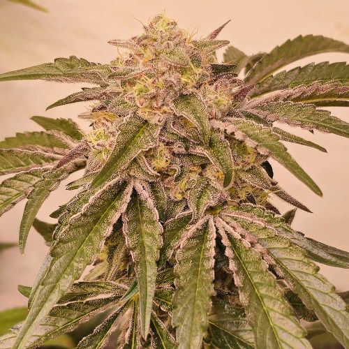 Pink Pie Feminized Cannabis Seeds by Karma Genetics