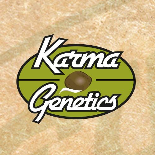 Sour Leda Regular Cannabis Seeds by Karma Genetics