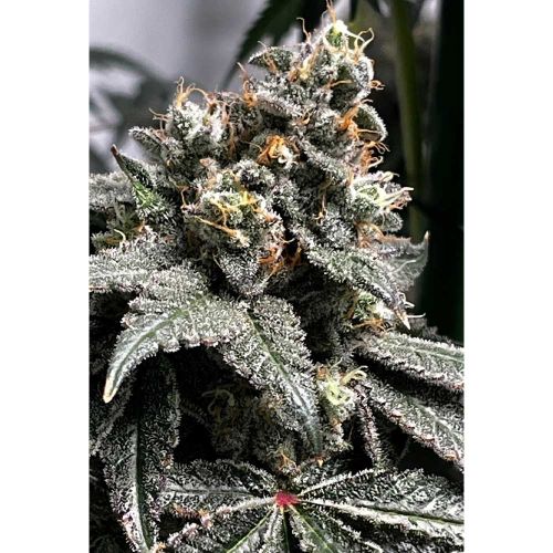 Plum Paradise Feminized Cannabis Seeds by Karma Genetics