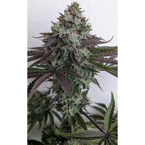 Sour Gum Regular Cannabis Seeds by Karma Genetics