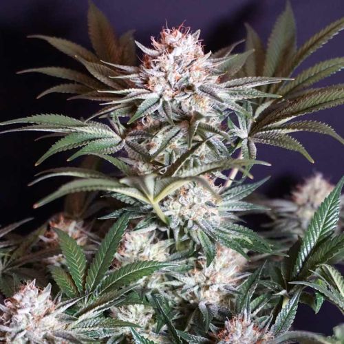 Rocky Melon Female Weed Seeds by Karma Genetics