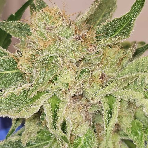 Pinky Zowahh Feminized Cannabis Seeds by Karma Genetics