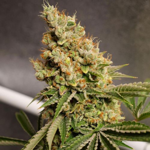 Shipera Sour Regular Cannabis Seeds by Karma Genetics 